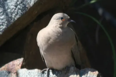 Black-winged Ground-dove