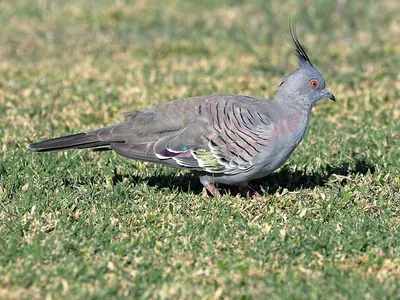 Crested Pigeon