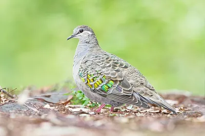Common Bronzewing