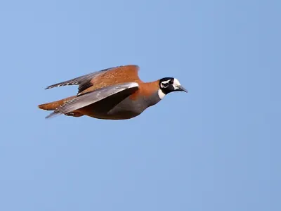 Flock Bronzewing