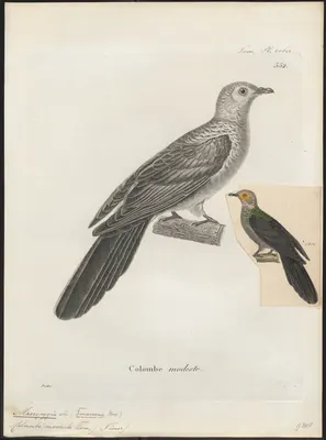 Black Cuckoo-Dove