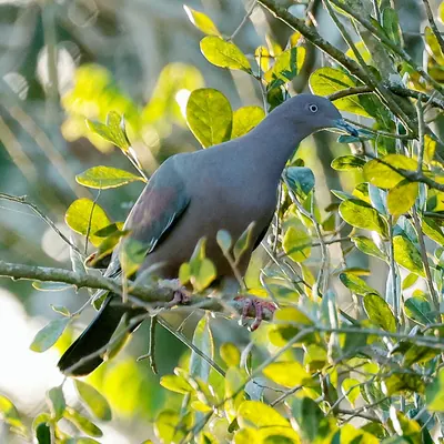 Plain Pigeon