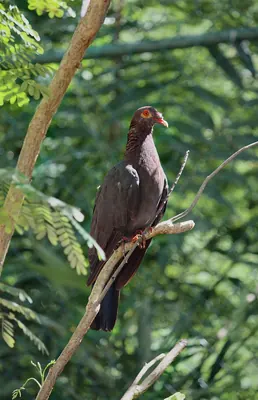Scaly-naped Pigeon