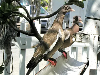 Bare-eyed Pigeon