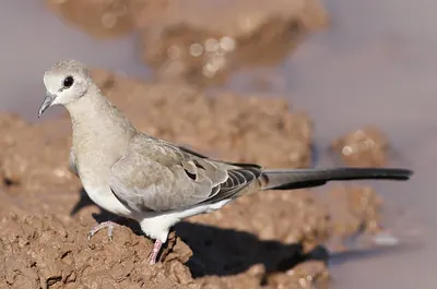 Namaqua Dove