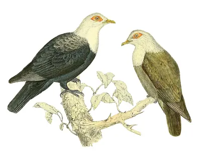 Comoros Blue Pigeon
