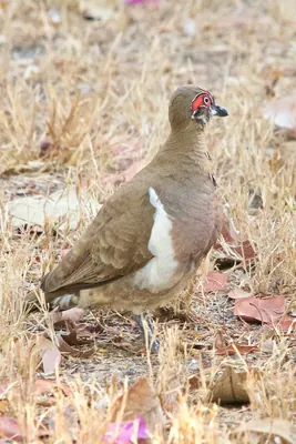 Partridge pigeon