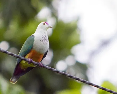 Palau Fruit-dove
