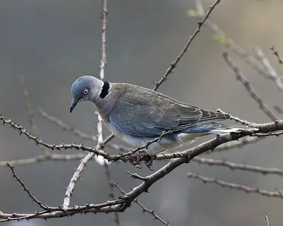 Mourning Collared Dove