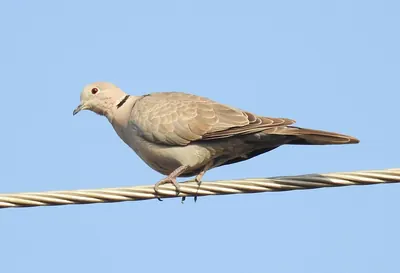 Eurasian Collared Dove