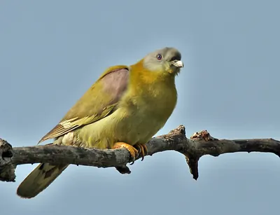 Yellow-footed Green-pigeon