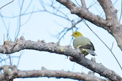 Madagascar Green-pigeon