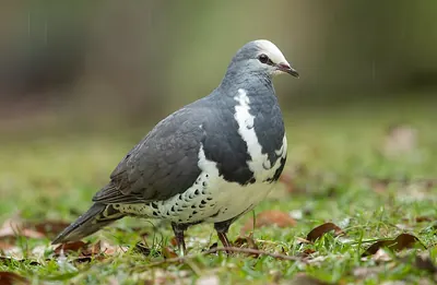 Wonga Pigeon