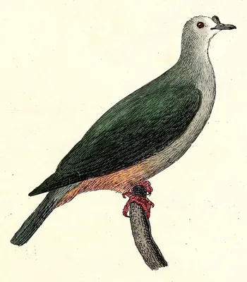 Micronesian Imperial-pigeon