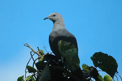 Barking Imperial-pigeon