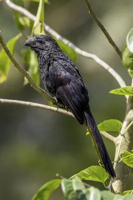 Groove-billed Ani