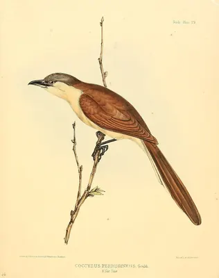 Cocos Cuckoo