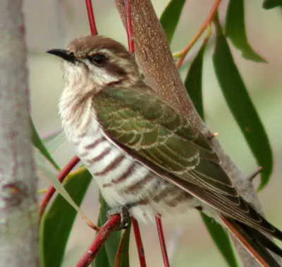 Horsfield's Bronze Cuckoo