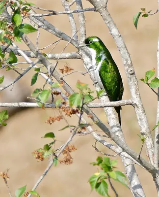 Klaas's Cuckoo