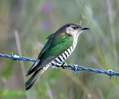 Shining cuckoo