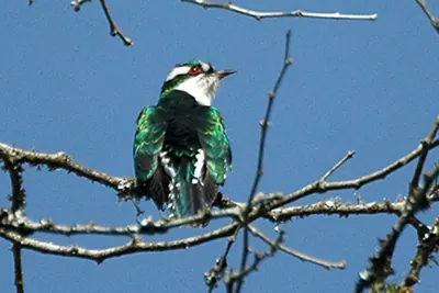 Diederik Cuckoo