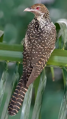 Common Koel