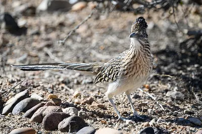 Greater Roadrunner