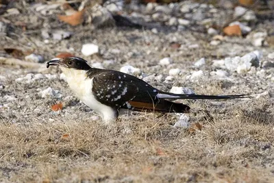 Great spotted cuckoo