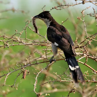 Jacobin Cuckoo