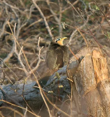 Lesser Ground Cuckoo