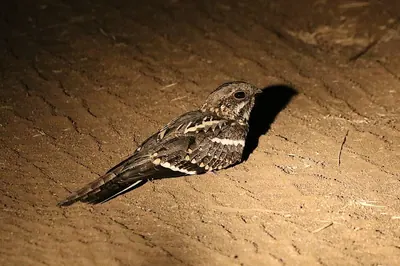 Slender-tailed Nightjar