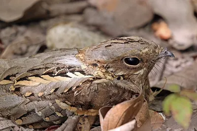 Long-tailed Nightjar
