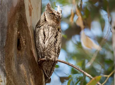 Eurasian Scops Owl