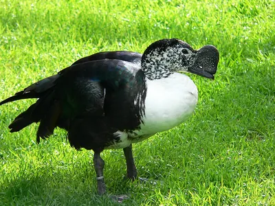 American Comb Duck