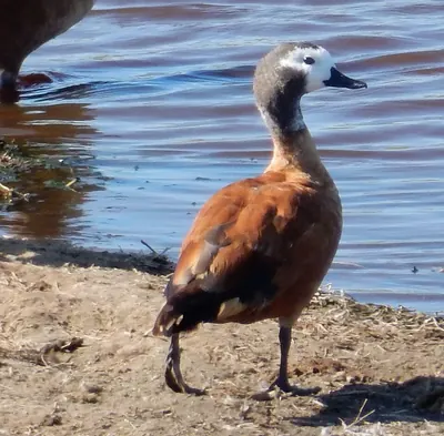 Cape Shelduck