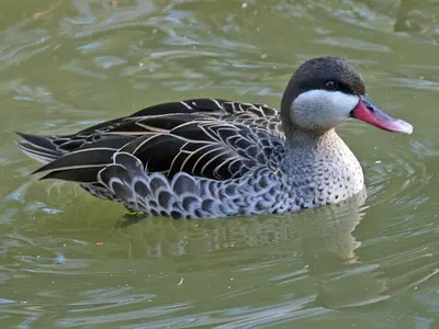 Red-billed Teal