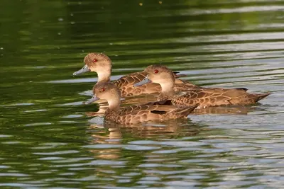Sunda Teal