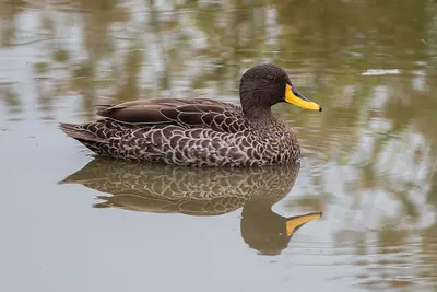 Yellow-billed Duck