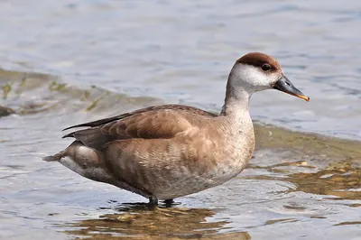 Red-crested pochard