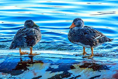 Flying Steamer-Duck