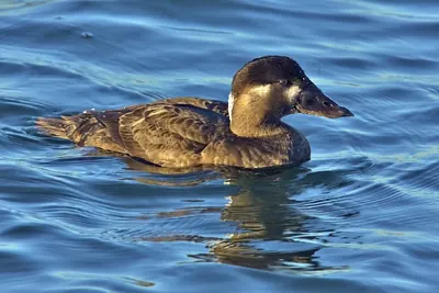 Surf Scoter