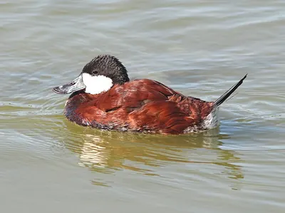 Ruddy Duck