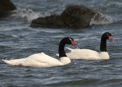 Black-necked Swan