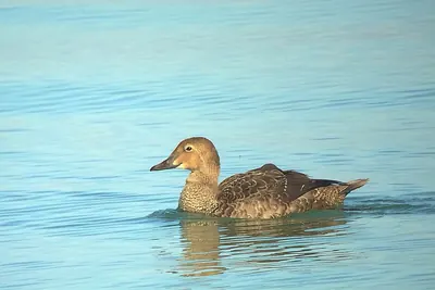 King Eider