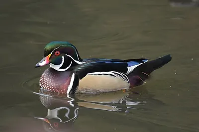 Wood Duck