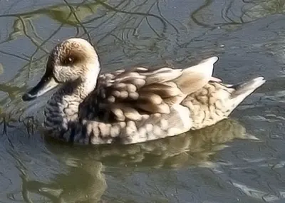 Marbled Teal