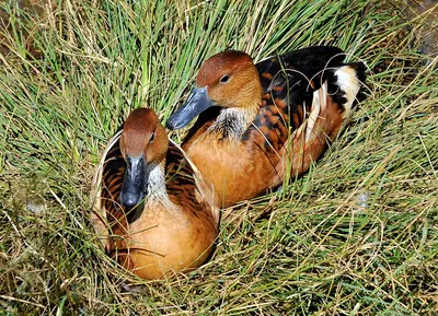 Fulvous Whistling-duck