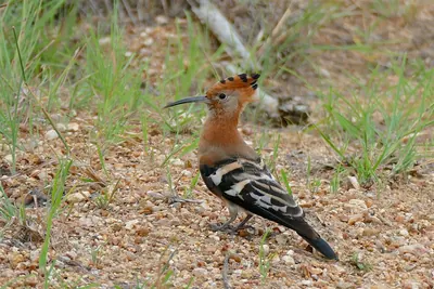 African Hoopoe