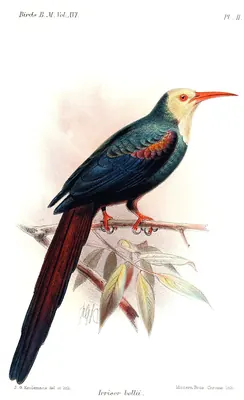 White-headed Wood Hoopoe
