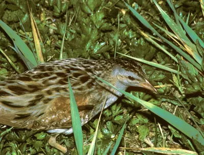 Corncrake, corn crake